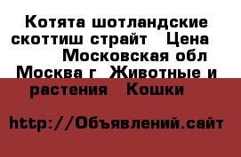 Котята шотландские скоттиш-страйт › Цена ­ 3 500 - Московская обл., Москва г. Животные и растения » Кошки   